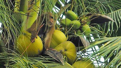 Coconut Harvesting - Monkey Style
